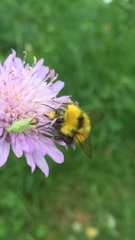 Bombus haematurus
