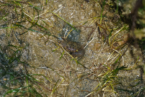 Myomenippe hardwickii observed 2026-10-13