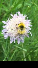 Bombus haematurus