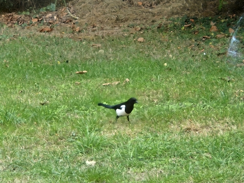 Eurasian Magpie