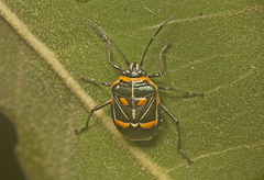 Grossiana persignata