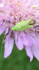 Closterotomus