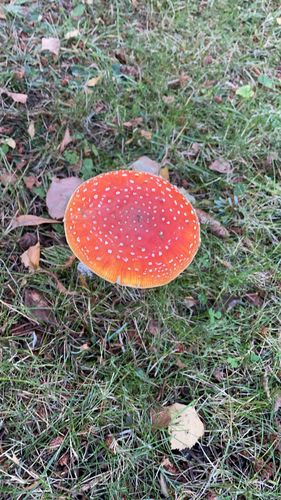 Fly Agaric