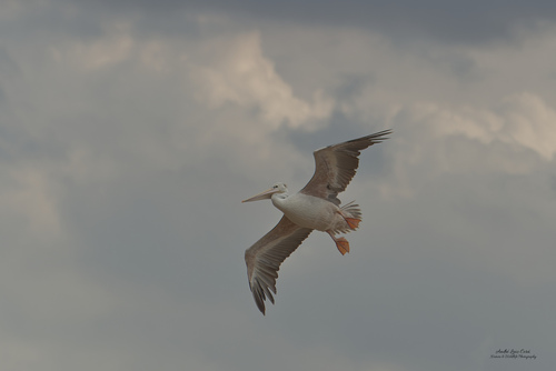 iNaturalist image