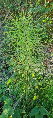 great horsetail