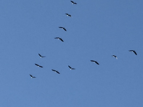 Common Crane
