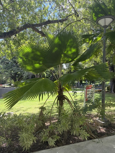 Pritchardia pacifica observed 2026-10-16