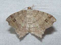Macaria aequiferaria