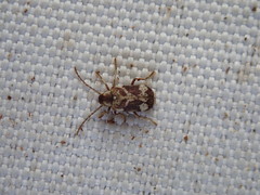 Ptinomorphus imperialis