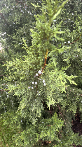 eastern redcedar