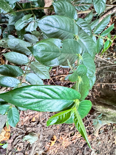 Lasianthus attenuatus observed 2026-10-14