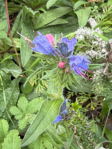 viper's-bugloss