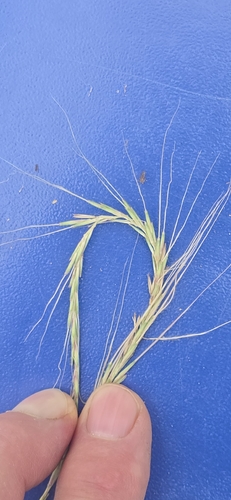 Trachypogon spicatus, 2026-10-16