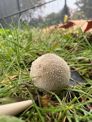 common puffball