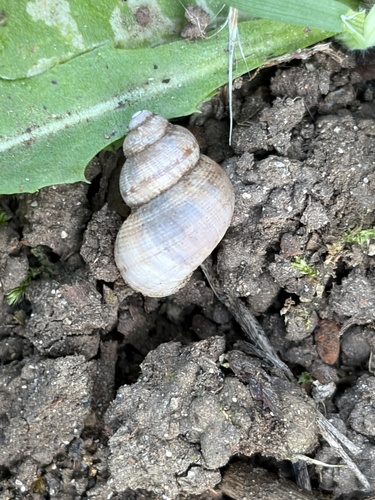 Round-mouthed Snail