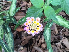 Lantana camara