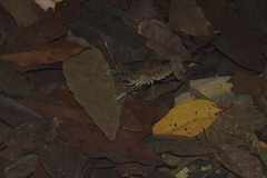 Cherax depressus