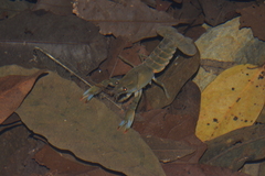 Cherax depressus