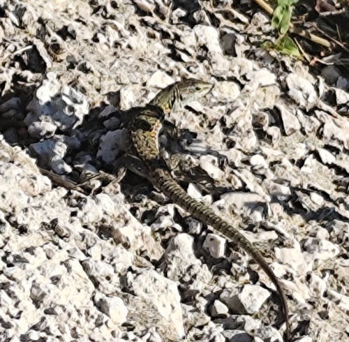 Italian Wall Lizard