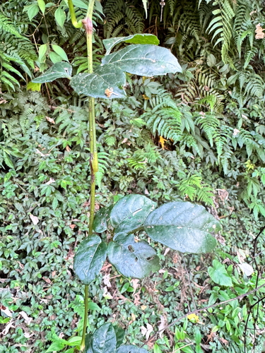 Nekemias cantoniensis, 2026-10-14