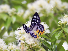 Dysphania glaucescens