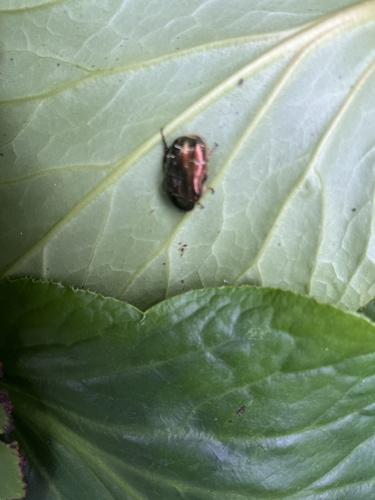 European Rose Chafer
