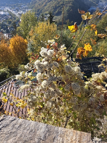 Old man's beard