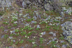 Anemonastrum biarmiense