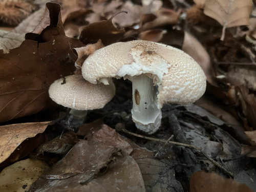Lepiota ignivolvata