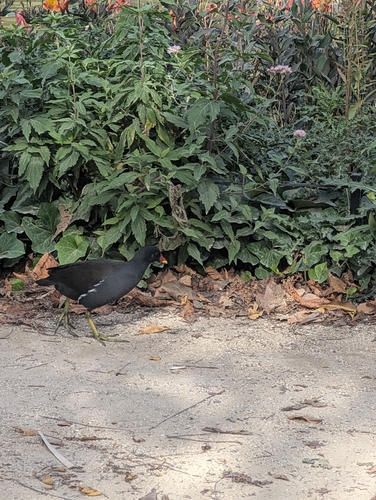 Eurasian Moorhen