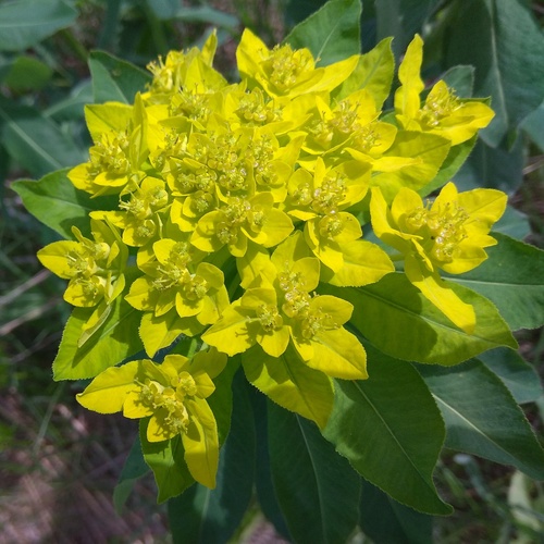 Hairy Spurge