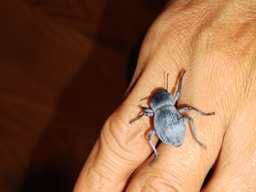 Asbolus mexicanus