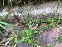 Cyanthillium cinereum
