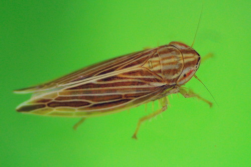 Mocydia crocea