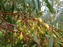 Eucalyptus leucoxylon leucoxylon