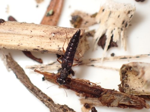 Stenus alienus observed 2026-10-10