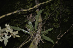Asplenium australasicum