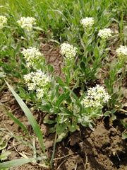 Lepidium draba