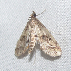 Parapoynx obscuralis