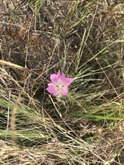 Sidalcea diploscypha