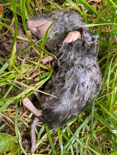 Northern Short-tailed Shrew observed by louis98947