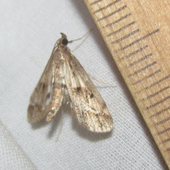 Parapoynx obscuralis