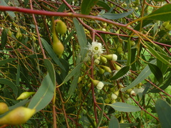 Eucalyptus leucoxylon leucoxylon
