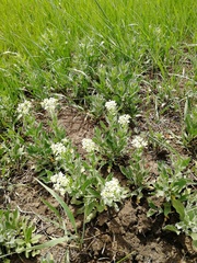 Lepidium draba