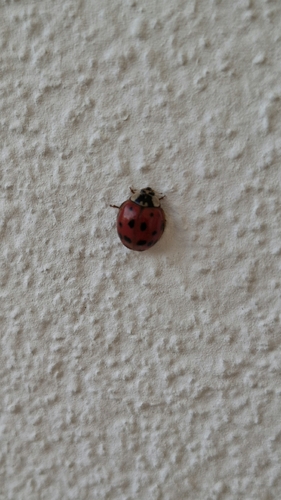 Asian Lady Beetle