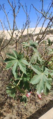 castor bean