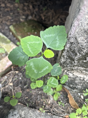 Grassleaf Spurge