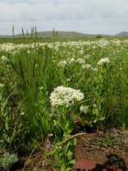 Lepidium draba