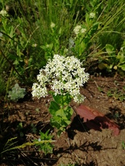 Lepidium draba