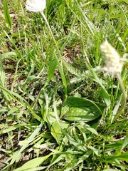 Plantago media